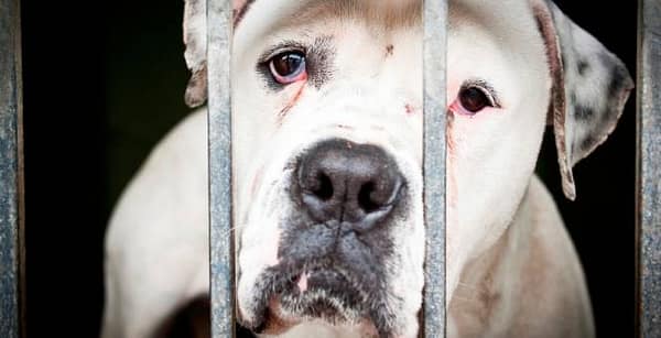 Thumbnail for: What Crimes are Associated with Animal Abuse in California?