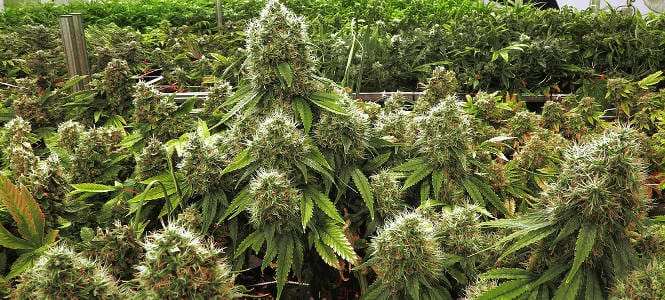 HSC 11358 - Cultivation of Marijuana