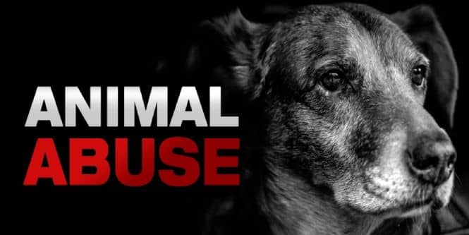 PC 597 - California Animal Abuse and Cruelty Laws
