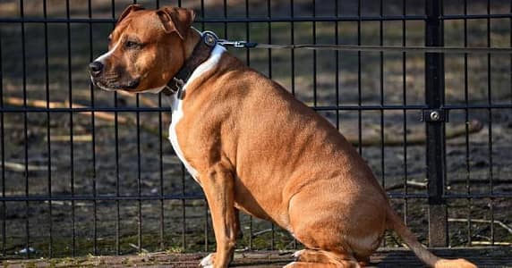 Health And Safety Code 122335 HSC Unlawful Tethering Of A Dog