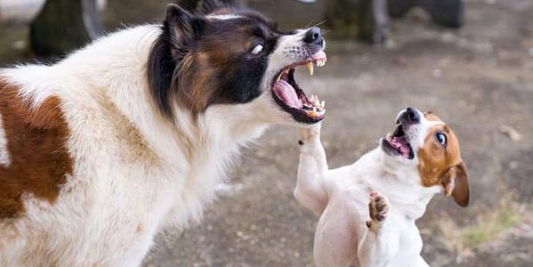 Thumbnail for: The Legal Ramifications of Dog-on-Dog Attacks in California