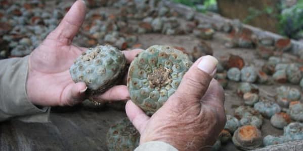 Thumbnail for: California Health and Safety Code Section 11363 HS: Cultivating Peyote Laws & Penalties