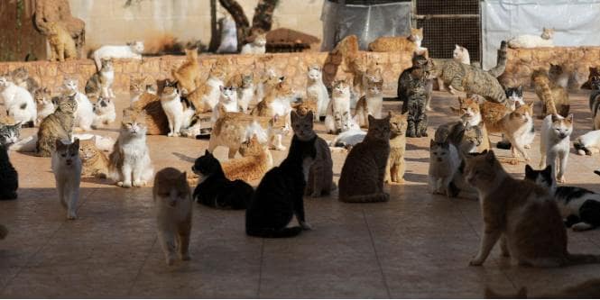 PC 597-599 - Animal Hoarding