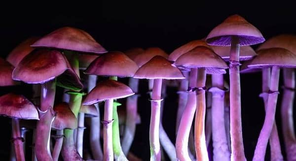 Thumbnail for: New California Bill may Legalize Psychedelics, Expunge Records